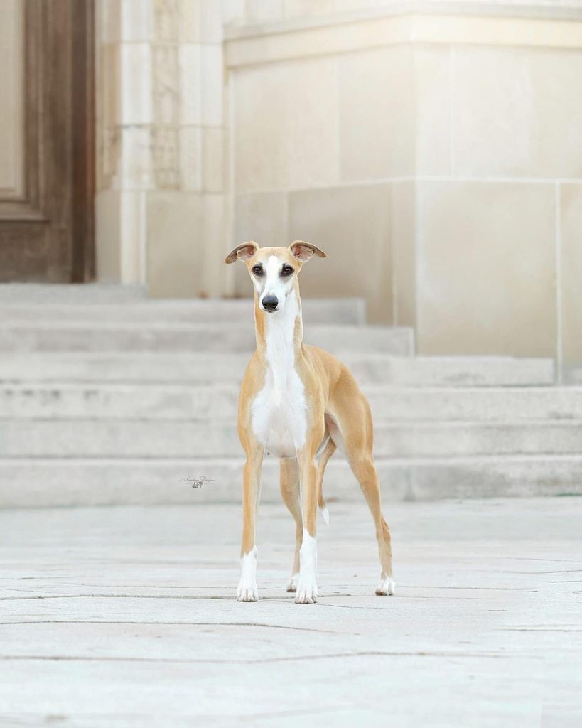 is the whippet legal in canada