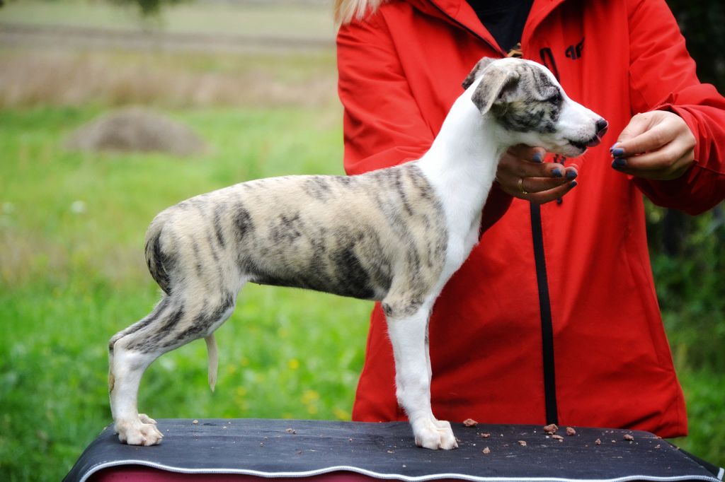 Whippet The Breed Archive