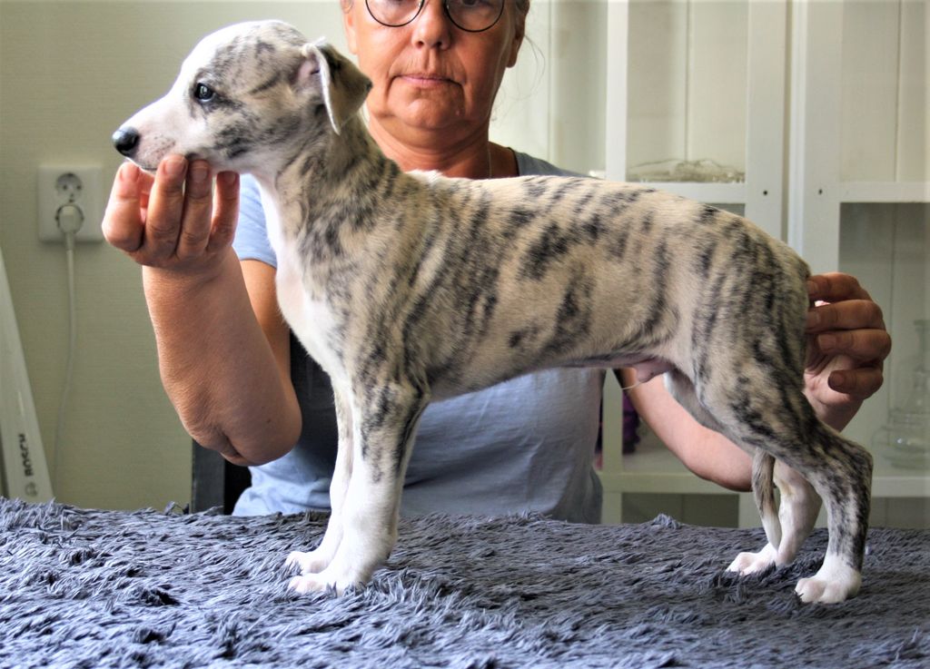 Merle whippet sale