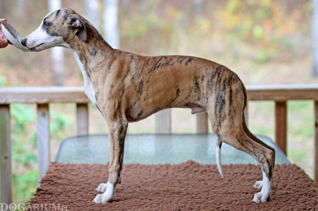 Fawn brindle hot sale whippet