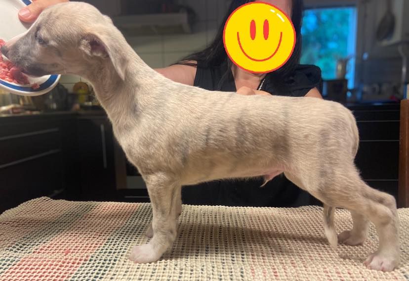Whippet - The Breed Archive