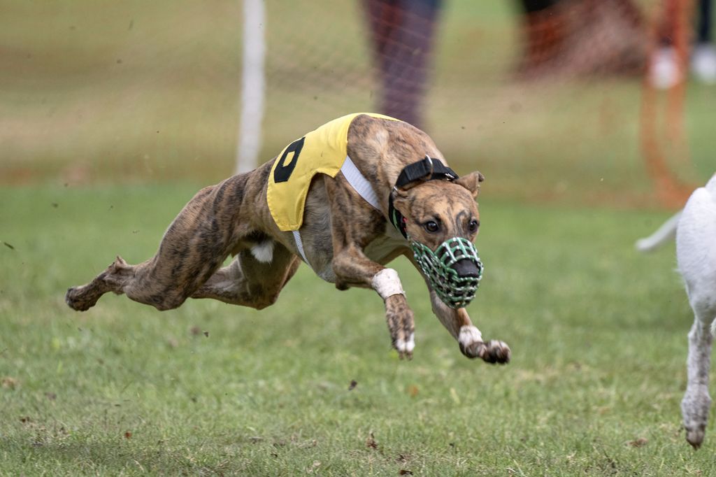 Whippet - The Breed Archive