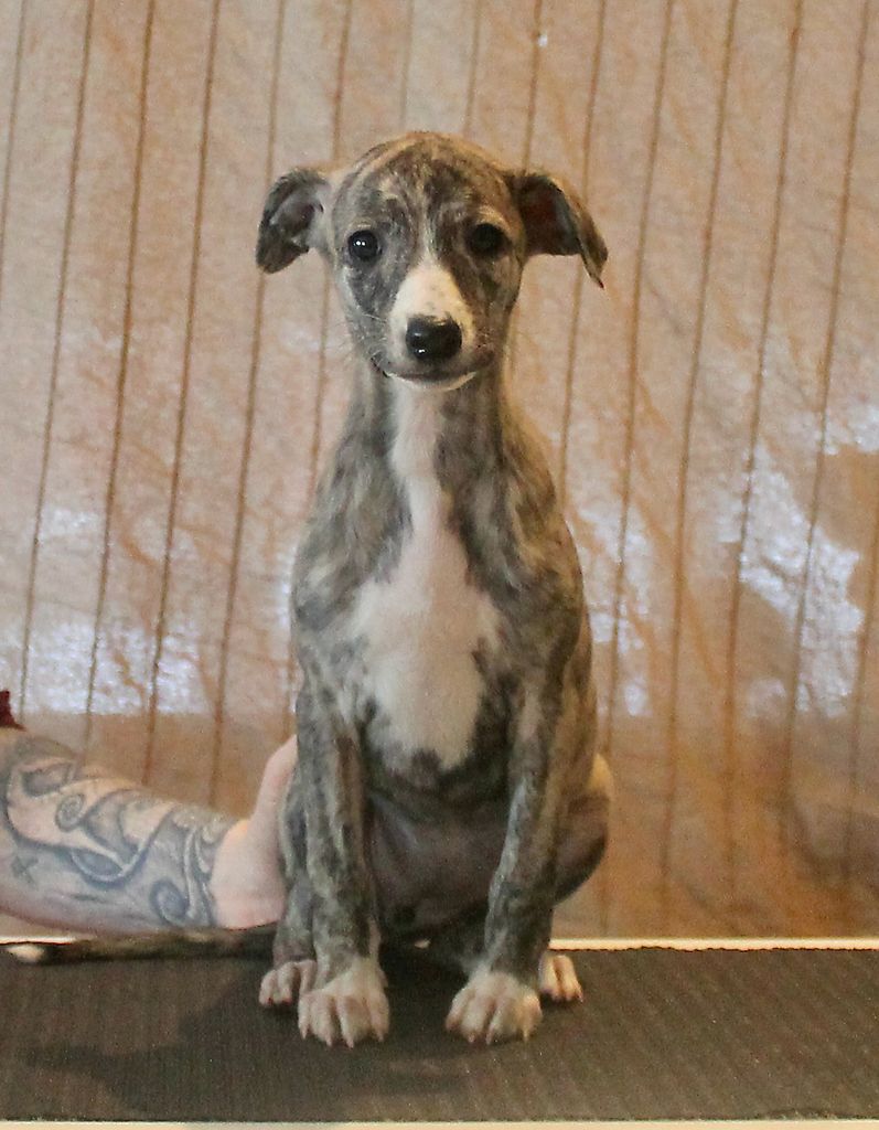 Whippet The Breed Archive