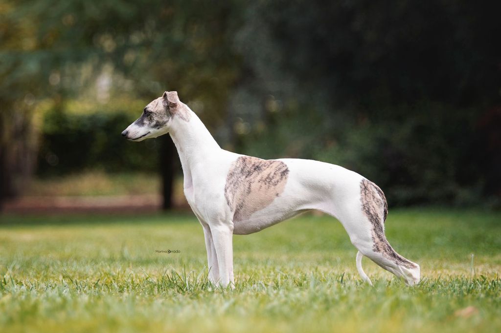 Whippet world best sale