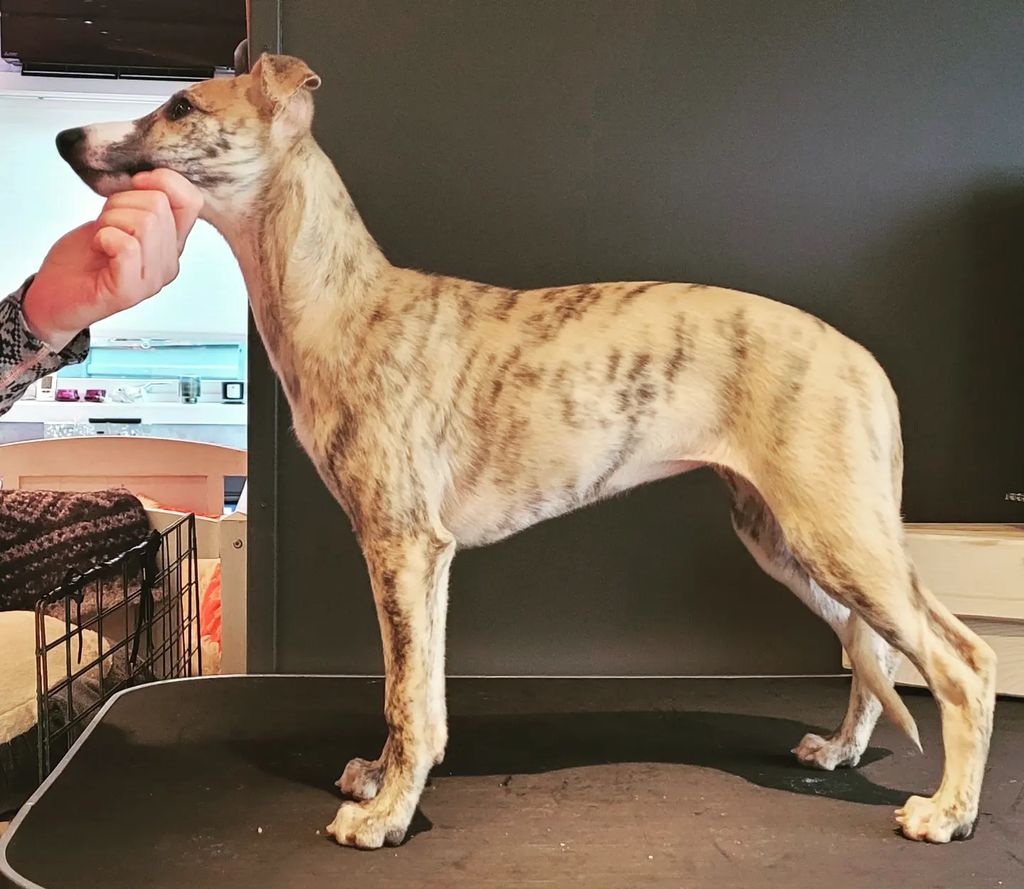 Whippet The Breed Archive