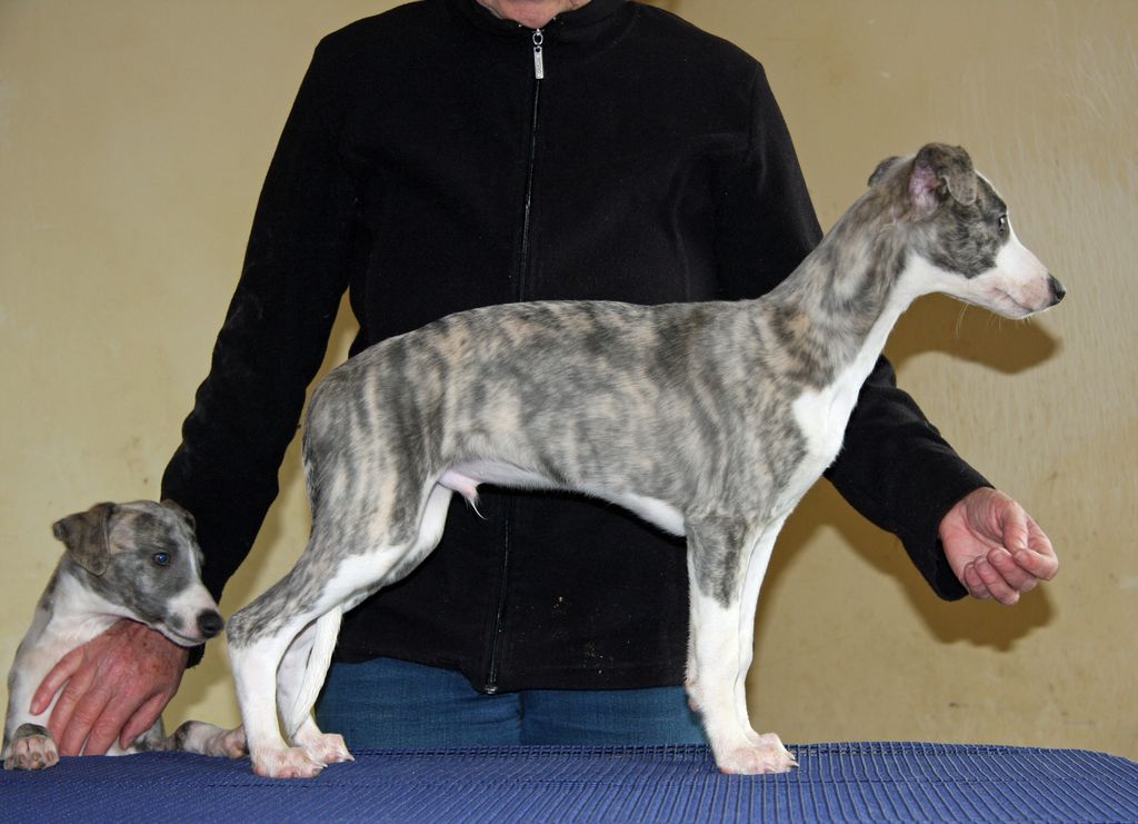Whippet The Breed Archive