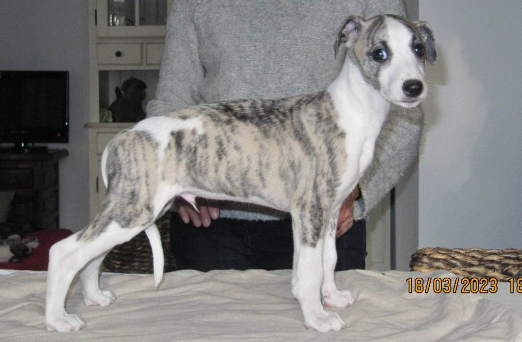 Merle whippet hotsell