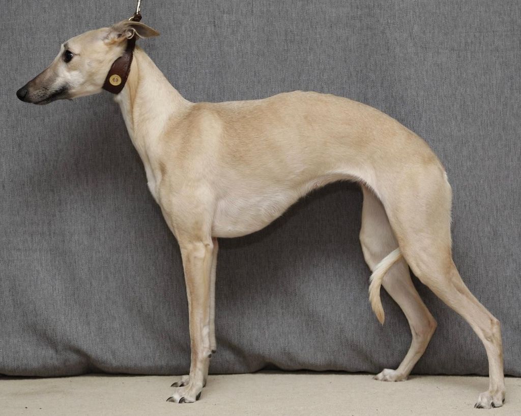Whippet The Breed Archive