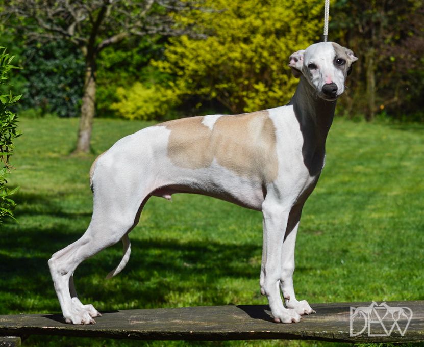 Whippet The Breed Archive