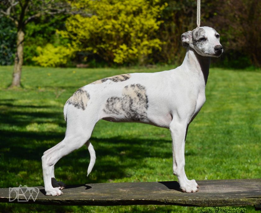 Whippet The Breed Archive