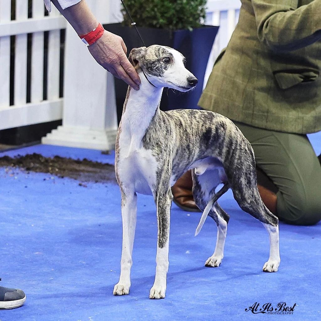 Whippet The Breed Archive