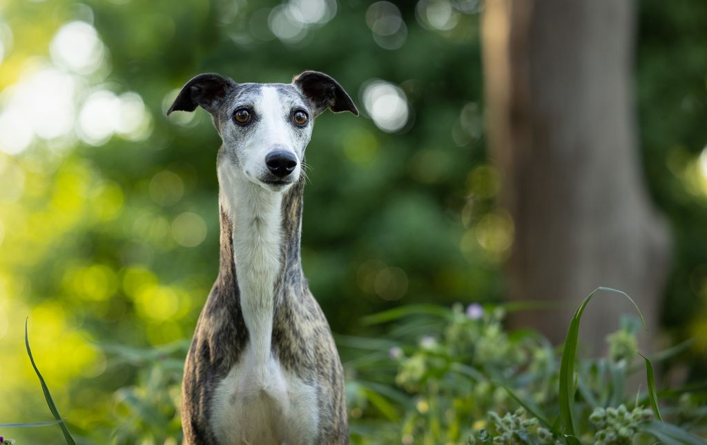 Whippet The Breed Archive