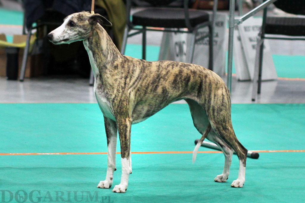 Whippet The Breed Archive