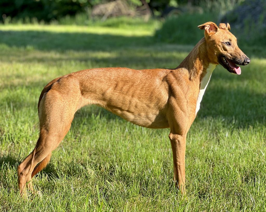 Whippet The Breed Archive