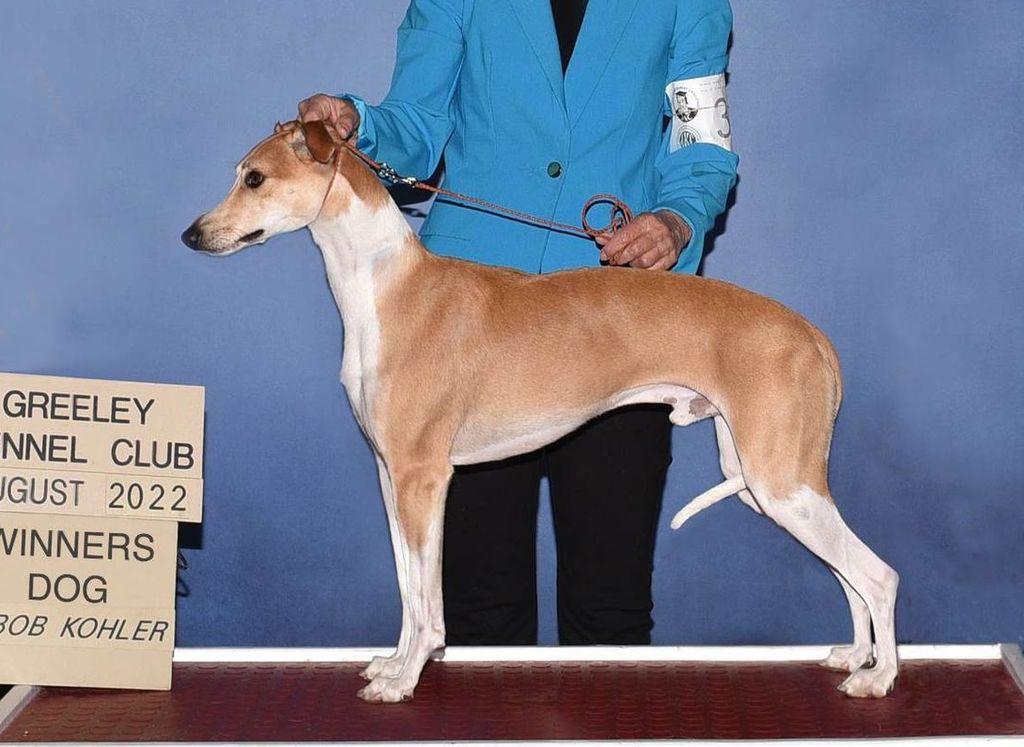 Adagio whippets 2024