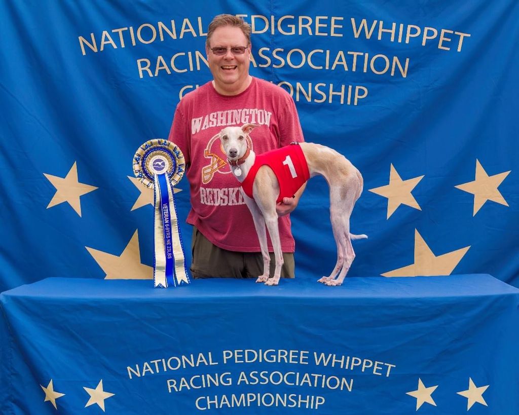 Whippet The Breed Archive