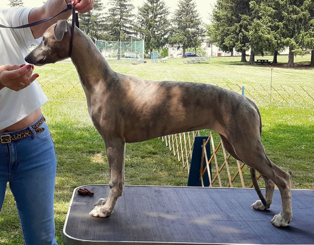 Whippet The Breed Archive