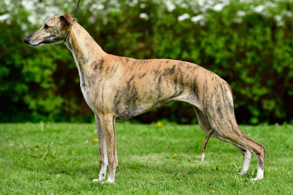 Whippet The Breed Archive