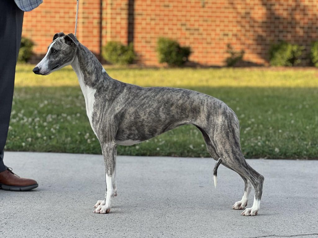 Pinnacle whippets hot sale