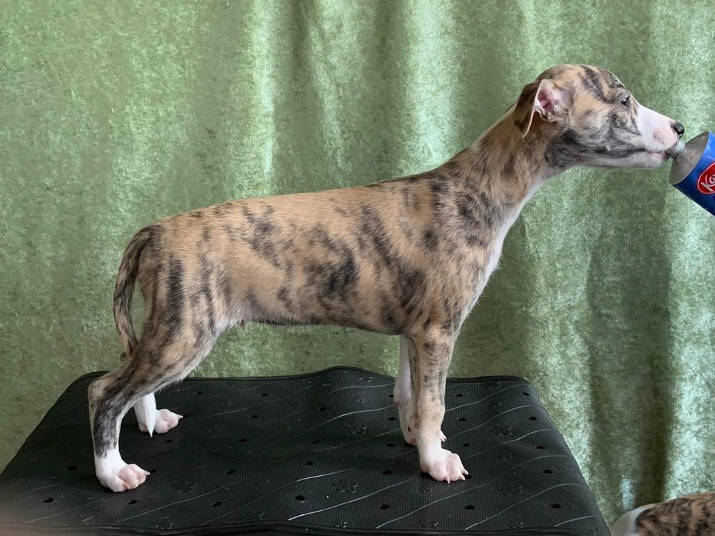Merle whippet sale