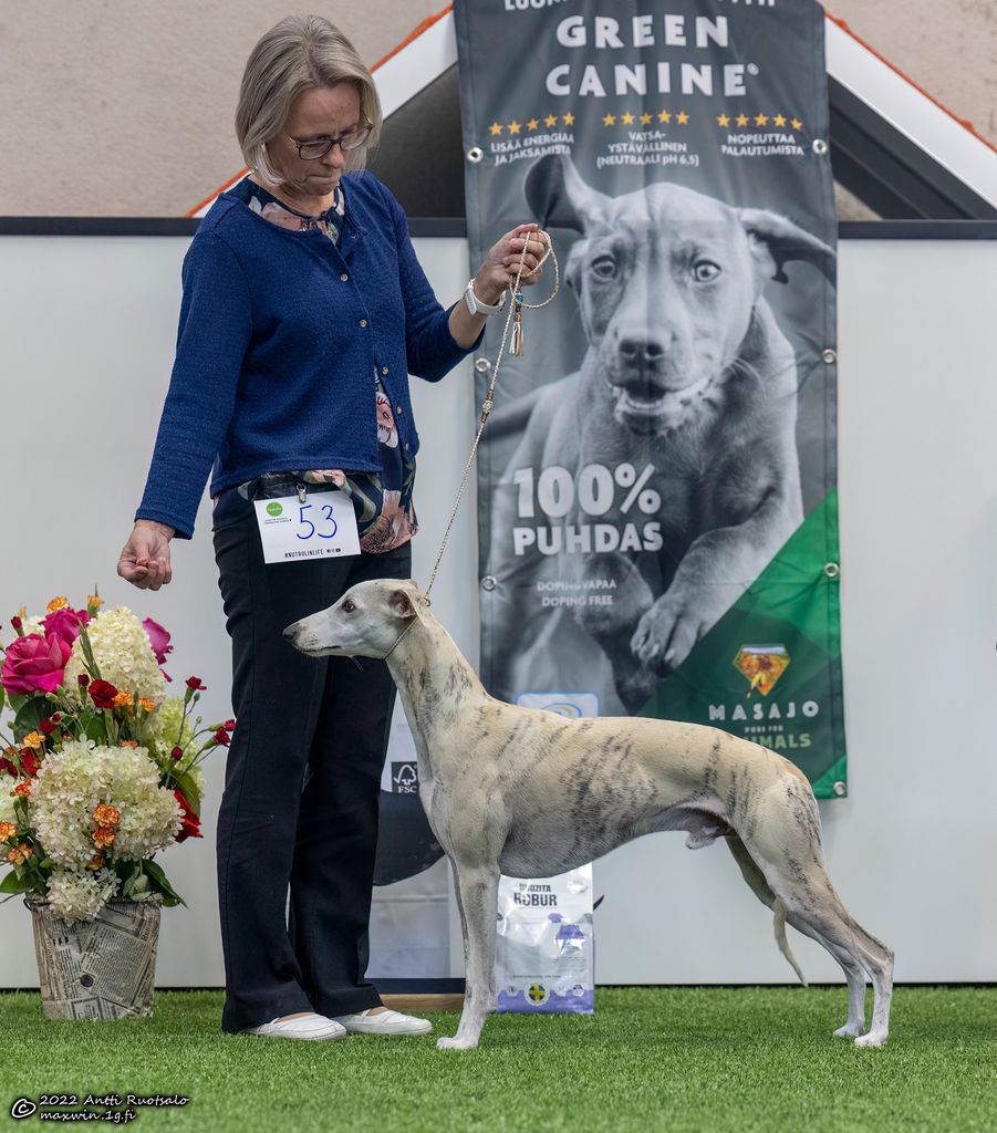 Whippet - The Breed Archive