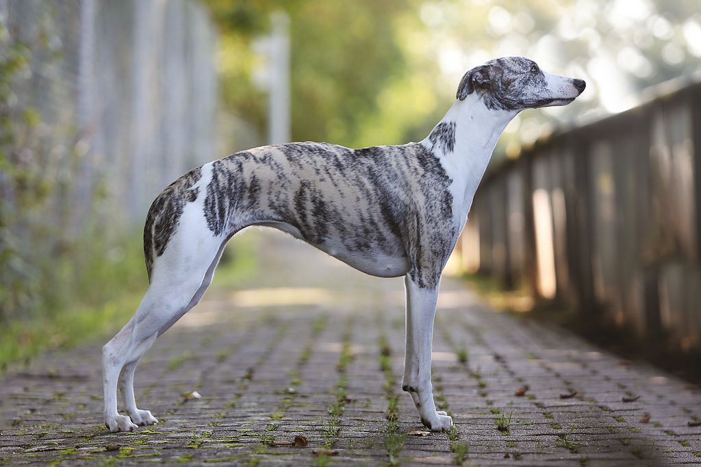 Amazing best sale soul whippet