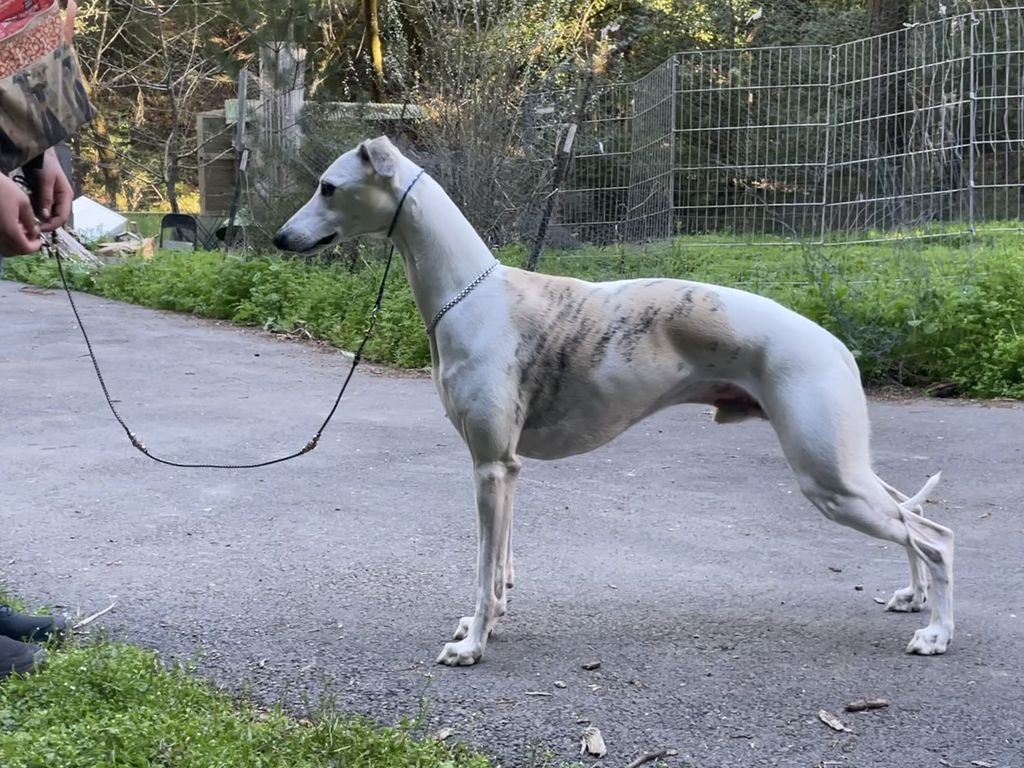 Whippet The Breed Archive