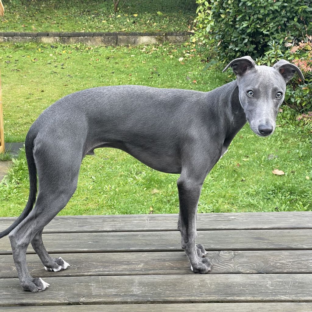 Whippet The Breed Archive