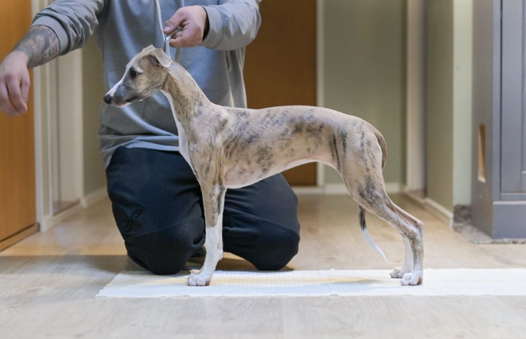 Supeta whippets sales