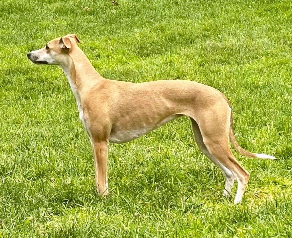 Whippet The Breed Archive