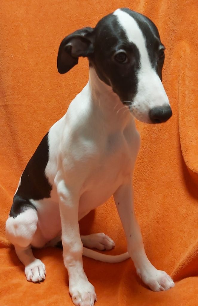 whippet-the-breed-archive