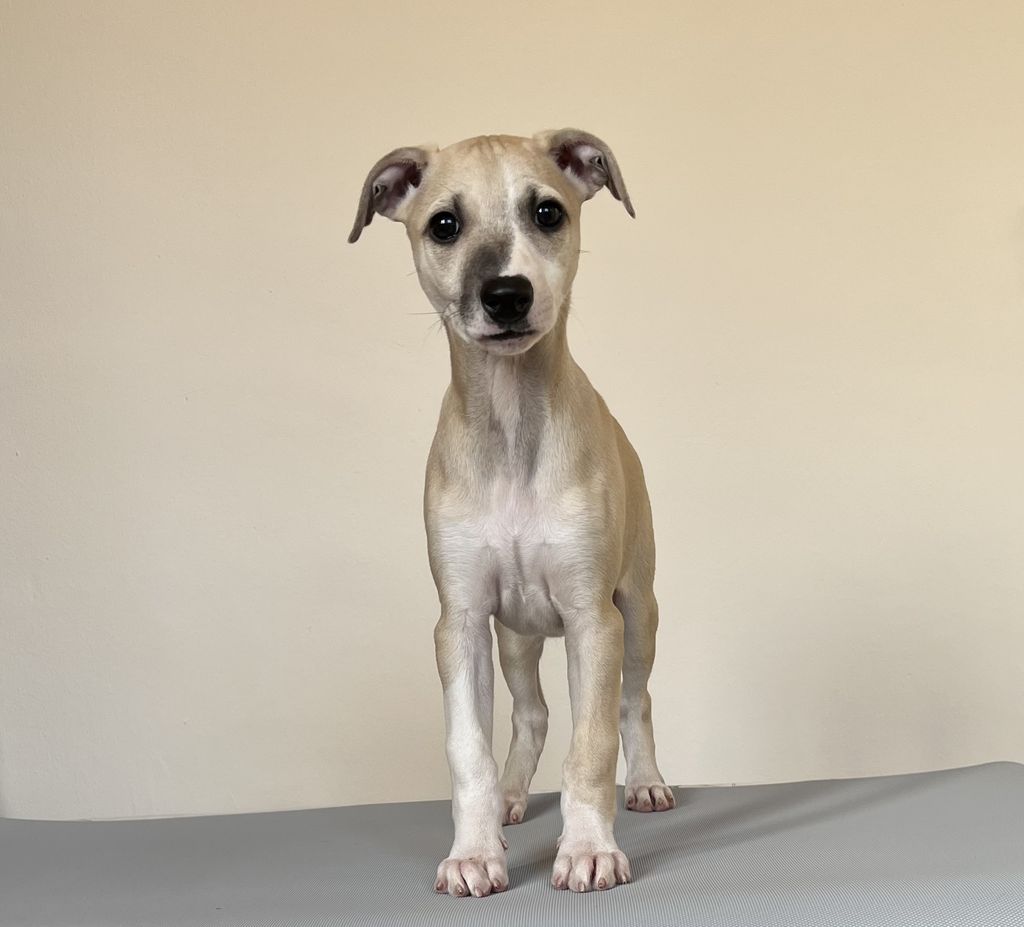 Whippet The Breed Archive