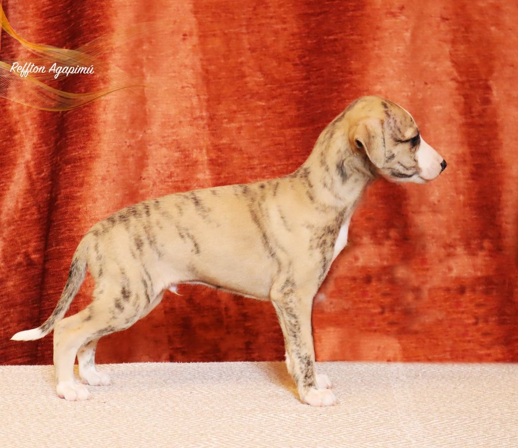 whippet-the-breed-archive
