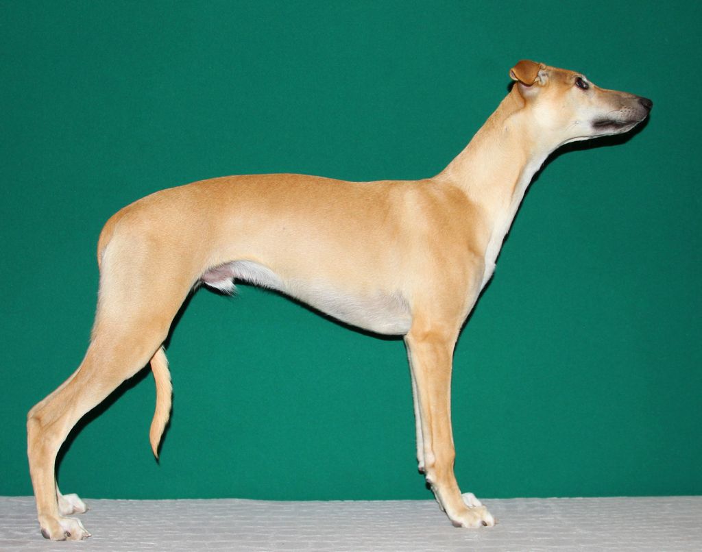 Whippet - The Breed Archive