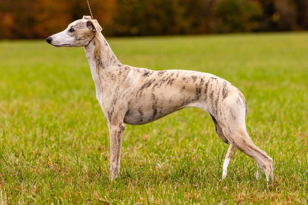 Whippet - The Breed Archive