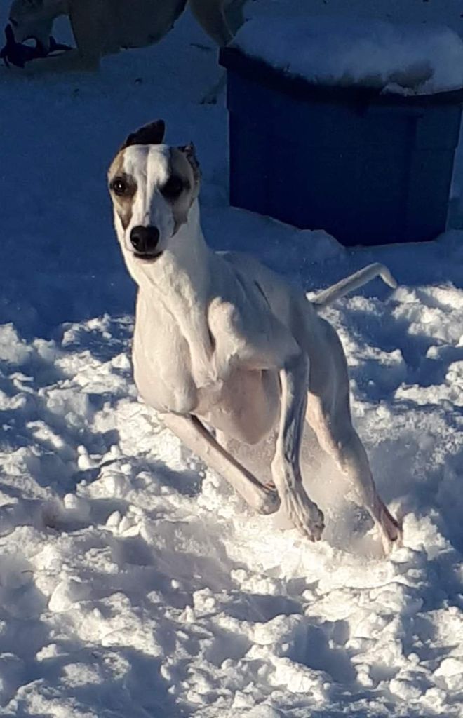 WAGNUS. Vintage No.038 「RAUCHEN」