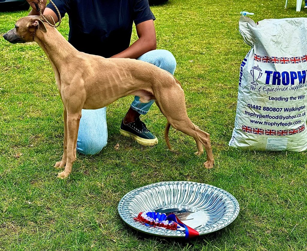 Whippet - The Breed Archive