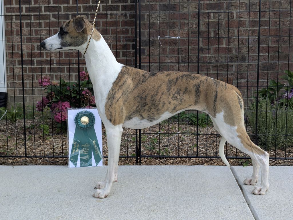 Whippet - The Breed Archive