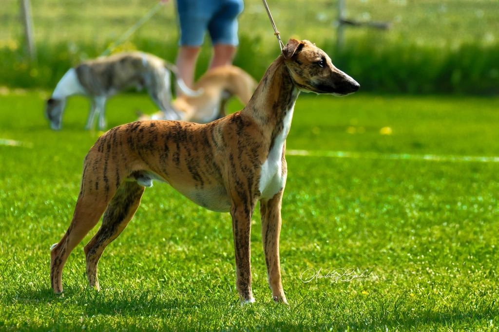 Whippet - The Breed Archive