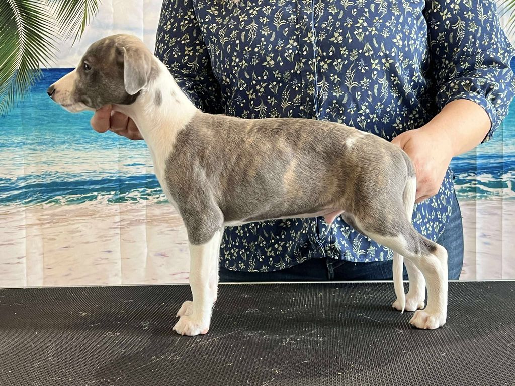 Whippet - The Breed Archive