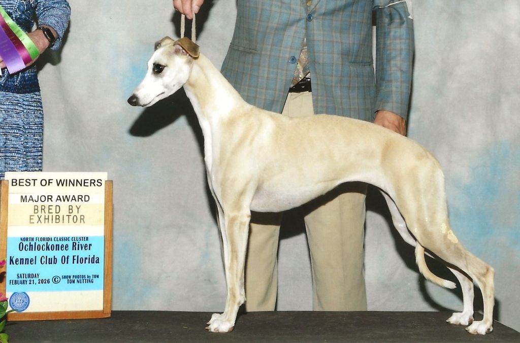Whippet - The Breed Archive