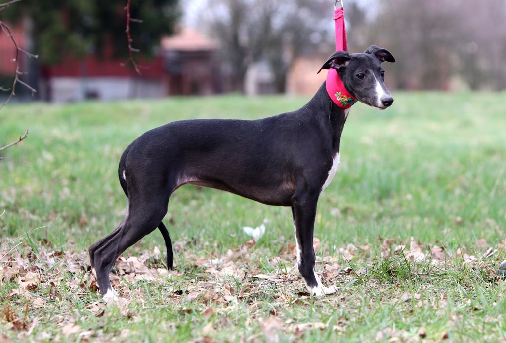 Whippet - The Breed Archive