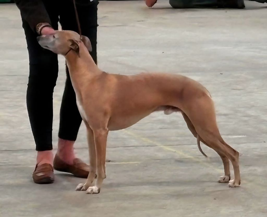 Whippet - The Breed Archive