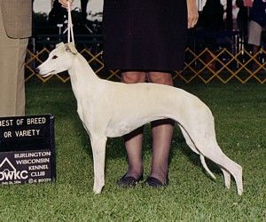 Whippet - The Breed Archive