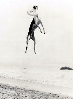 ashley whippet