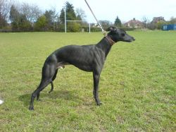 whippet black