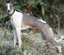 Whippet blue best sale and white