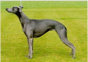 Whippet - The Breed Archive