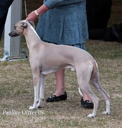 Whippet The Breed Archive