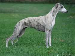 Whippet - The Breed Archive